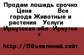 Продам лошадь срочно › Цена ­ 30 000 - Все города Животные и растения » Услуги   . Иркутская обл.,Иркутск г.